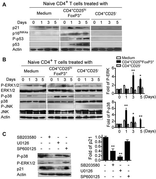Figure 3. Cell-cycle–regulatory molecules and phosphorylated activation of MAPKs are involved in Treg-induced senescence. (A) Cell-cycle–regulatory molecules p21, p16, and p53 are involved in human Treg-induced T-cell senescence. (B) CD4+CD25hiFoxP3+ Treg cells induced phosphorylation of ERK and p38 in senescent CD4+ T cells. Results from Western blotting analyses of phosphorylated activation of MAPKs are shown in the left panel. Phosphorylated ERK and p38 protein levels shown in the right histogram were analyzed quantitatively and compared against the β-actin expression level with a densitometer. Results shown in the histogram are means ± SD from 3 independent experiments. *P < .05 and **P < .01 compared with the medium and CD4+CD25− control groups. (C) ERK and p38 signaling regulated cell-cycle–regulatory molecule p21 expression in senescent CD4+ T cells. The left panel shows the Western blot analysis results. The right panel shows p21 expression analyzed quantitatively and compared with β-actin expression with a densitometer. Results shown in the histogram are means ± SD from 3 independent experiments. **P < .01 compared with the group not treated with inhibitor. CFSE-labeled naive CD4+ T cells were cocultured with CD4+CD25hiFoxp3+ Treg cells at a ratio of 5:1 in anti-CD3 Ab (2 μg/mL)–precoated plates in the presence or absence of different inhibitors (10μM) SB203580 (p38 inhibitor), U0126 (ERK1/2 inhibitor), or SP600125 (JNK inhibitor) for 0, 1, 3, and 5 days. Cocultured naive CD4+ T cells were purified by FACS and then lysates were prepared for Western blot analyses. Data shown in panel C are the results from day 3 cocultured CD4+ T cells. Data shown in panels A through C are representative of 3 independent experiments with similar results.