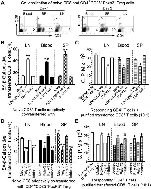 Figure 7. Reversal of Treg-induced senescence by TLR8 ligand and MAPK inhibitors in vivo. (A) Colocalization of adoptively transferred naive CD8+ T cells and CD4+CD25hiFoxP3+ Treg cells in Rag1−/− mice. Naive CD8+ T cells (5 × 106/mouse) and CD4+CD25hiFoxP3+ Treg cells (5 × 106/mouse) were injected intravenously into Rag1−/− mice. Blood, lymph nodes (LN), and spleens (SP) were harvested from the mice on days 1 and 2 after injection. Cells were purified and analyzed for CD4+ and CD8+ T-cell populations using FACS with anti–human CD4 and CD8 Abs. (B) Increased SA-β-Gal+ cell populations were induced markedly in naive CD8+ T cells after cotransfer with CD4+CD25hiFoxP3+ Treg cells, whereas cotransfer with CD4+CD25− T cells did not induce increased senescent CD8+ T cells. (C) The purified CD8+ T cells cotransferred with CD4+CD25hiFoxP3+ Treg cells had potent suppressive activity on the proliferation of responding CD4+ T cells. Naive CD8+ T cells (5 × 106/mouse), CD4+CD25hiFoxP3+ Treg cells (3 × 106/mouse), and CD4+CD25− T cells (3 × 106/mouse) were preactivated with anti-CD3 Ab and adoptively cotransferred into Rag1−/− mice. Blood, lymph nodes, and spleens were harvested at 12 days after injection. The transferred human CD8+ T cells were isolated for subsequent SA-β-Gal staining (B) and 3H-thymidine incorporation (C) assays. *P < .05 and **P < .01 compared with the groups cotransferred with CD4+CD25− T cells or alone. (D-E) Pretreatment of CD4+CD25hiFoxP3+ Treg cells with poly-G3 or naive T cells with ERK and p38 inhibitors before coinjection was able to block significantly the induction of senescence and reverse the suppressive activity in transferred naive CD8+ T cells. Naive CD8+ T cells were pretreated with ERK and p38 inhibitors and/or CD4+CD25hiFoxp3+ Treg were pretreated with poly-G3 or poly-T3 (control) for 2 days before cotransfer. The transferred human CD8+ T cells in different organs were isolated at 12 days after injection for subsequent SA-β-Gal staining (D) and 3H-thymidine incorporation (E) assays. *P < .05 and **P < .01 compared with the medium-only and poly-T3 groups.