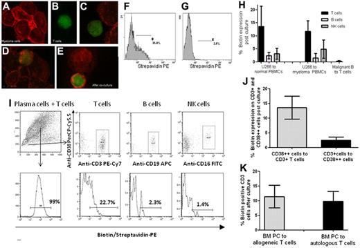 Figure 1. Detection of trogocytosis by confocal microscopy and flow cytometry. (A) Biotinylated U266 plasma cells stained with streptavidin Alexa Fluor 594. Images were acquired on a Zeiss LSM 510 Meta Confocal microscope (Carl Zeiss). (B) Anti-CD3 Alexa Fluor 488 stained T cells. (C-E) Coculture demonstrating the variable (low, intermediate, and high) density of biotinylated U266 membrane proteins acquired by CD3+ cells. (F) Biotin-strepavidin PE transfer to CD3+ (35%) and (G) CD3− cells (2.0%). (H) Biotin transfer from U266 plasma cells to normal PBMC (n = 4) and myeloma PBMC (n = 6) was similar with greater transfer to T cells than to B or NK cells. Coculture with the other chronic B cell malignancies (CLL and Waldenstrom macroglobulinemia) resulted in less than 1% acquisition by T cells (n = 5). (I) Representative flow scatterplots of the biotin/strepavidin staining of U266 plasma cells and expression after coculture showing greater transfer of biotinylated proteins from U266 cells (bottom left panel) to CD3+ cells than CD19+ and CD16+ cells. (J) Summary of 5 experiments, which demonstrated that transfer was predominantly unidirectional from CD38++ plasma cells to CD3+ cells (t = 3.5; P < .007). (K) Both autologous and allogeneic CD3+ cells acquired a similar level of biotinylated proteins from CD38++ flow sorted primary plasma cells.