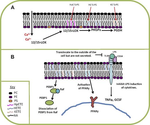 Figure 2. Summary of mechanism of formation and action of 12- and 15-HETE-PEs generated by human monocytes and murine peritoneal macrophages. (A) HETE-PEs and KETE-PEs are already present in the membranes of IL-4–cultured monocytes and peritoneal macrophages, but their levels are elevated ∼ 2-fold on ionophore activation. Generation involves direct oxidation of membrane phospholipids. (B) In vitro, HETE-PEs inhibit TLR4 signaling, activate PPAR-γ transcriptional activity, and stimulate dissociation of PEBP1 from Raf. PHGPx indicates, phospholipid hydroperoxide glutathione peroxidase; PGDH, prostaglandin dehydrogenase; PEBP1, PE-binding protein-1; and AA, arachidonic acid.