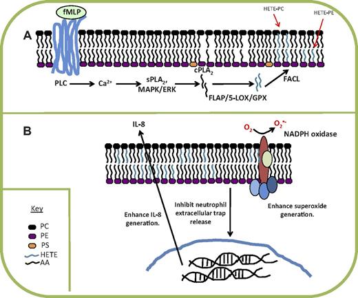 Figure 3. Summary of mechanism of formation and action of 5-HETE-PLs by human neutrophils. (A) Generation of the lipids is stimulated via receptor-dependent stimuli, including bacterial peptides, and intracellular signaling mediators. Hydrolysis of arachidonate by cPLA2 is required, then oxidation by 5-LOX, reduction by GPX, and re-esterification into the phospholipid membrane. (B) HETE-PEs enhance superoxide generation and IL-8 release while inhibiting NET formation. fMLP indicates N-formyl-methionine-leucine-phenylalanine; PLC, phospholipase C; cPLA2, cytosolic phospholipase A2; FACL, fatty acyl CoA ligase; and GPX, glutathione peroxidase.