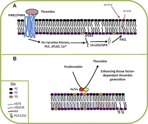 Figure 4. Summary of mechanism of formation and action of 12-HETE-PLs in human platelets. (A) The 12-HETE-PLs are generated in response to thrombin activation of PAR1 and PAR4, via several signaling intermediates. Hydrolysis of arachidonate by cPLA2 is required. (B) Some HETE-PEs translocate to the outside of the plasma membrane and can enhance tissue factor-dependent thrombin generation. sPLA2 indicates secretory phospholipase A2; FACL, fatty acyl CoA ligase; and PLC, phospholipase C.