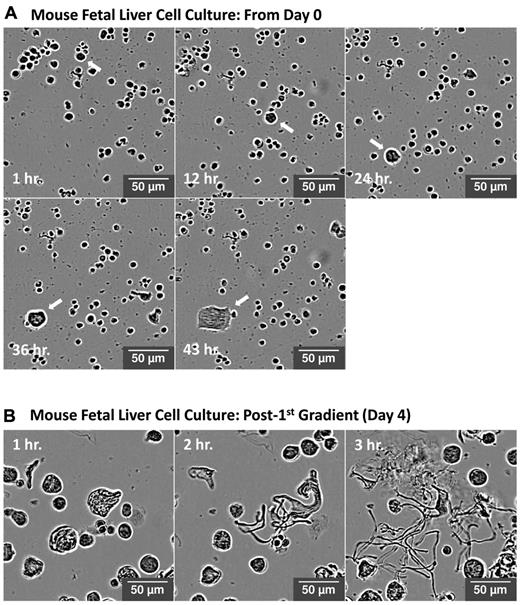 Figure 1. Visualization of megakaryocyte differentiation and proplatelet production in vitro. Representative high-definition differential interference contrast images of a fetal liver cell culture over time using the IncuCyte system. (A) Arrow highlights a single progenitor cell undergoing cytoplasmic differentiation over 43 hours to become a megakaryocyte. (B) A single mature megakaryocyte undergoing proplatelet production over 3 hours.