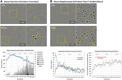 Figure 2. Quantification of the rate/extent of megakaryocyte differentiation and proplatelet production in vitro. Quantitative analysis of fetal liver cell and round megakaryocyte cultures was performed in ImageJ Version 1.45r software. Images were corrected for background illumination and thresholded based contrast. (A) Cells were categorized as hematopoietic stem cells (area < 330 μm2, blue line) or round megakaryocytes of increasing size (circularity ≥ 0.4, area ≥ 330 μm2, gray bars). Objects were normalized to initial (day 0) object counts and data from each time point was averaged across 4 separate regions. (B) Cells ≥ 330 μm2 in area were categorized as round megakaryocytes (circularity ≥ 0.4, blue line) or proplatelet-megakaryocytes (circularity < .0.4, black line). Objects were normalized to initial (day 4) object counts and are expressed as total number of objects (top right) and percentage of proplatelet-producing megakaryocytes (bottom right). Data from each time point were averaged across 4 separate regions.