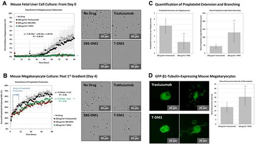 Figure 3. T-DM1 inhibits megakaryocyte differentiation and proplatelet production by disrupting microtubule organization. The rate/extent of megakaryocyte differentiation and proplatelet production was examined in at least 3 different primary cultures after incubation with 100 μg/mL of T-DM1, 5B6-DM1 (trastuzumab specificity control), and trastuzumab Ab control. Quantitative analysis of fetal liver cell and round megakaryocyte cultures was performed on the IncuCyte system using investigator-coded software. (A) Quantification of the rate and extent of megakaryocyte differentiation from mouse fetal liver cell culture over 96 hours. Inserts demonstrate representative images taken on day 4 of culture. (B) Quantification of the rate and extent of proplatelet production by mature megakaryocytes over 48 hours. Inserts demonstrate representative images taken after 10 hours of culture. (C) Megakaryocytes incubated with T-DM1 showed fewer individual proplatelet extensions per megakaryocyte and reduced proplatelet branching relative to trastuzumab control. Quantification of proplatelet extensions per megakaryocyte was performed at 6 hours for trastuzumab culture and at 10 hours for T-DM1 culture to account for the delay in proplatelet production. Quantification of proplatelet length before branching was performed at 24 hours for both cultures. (D) Mouse culture megakaryocytes were retrovirally transfected to express EGFP–β1-tubulin. Inserts demonstrate representative images taken before and after proplatelet production. Megakaryocytes incubated with T-DM1 showed thicker microtubules relative to trastuzumab control as demonstrated by quantification of mean fluorescence intensity across the shaft (t = 24 hours). Statistical significance was established using a 1-tailed Student t test for paired samples. *P < .05; **P < .01. Error bars represent 1 SD about the mean for at least 28 independent samples.