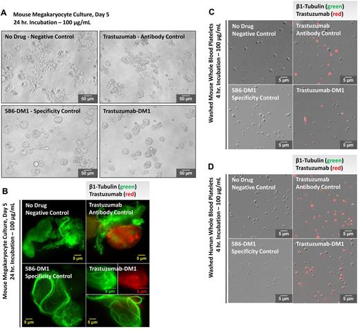 Figure 4. T-DM1 permeates cultured mouse megakaryocytes and mouse/human platelets. Trastuzumab incorporation was examined in megakaryocytes from at least 3 different cultures and washed platelets from at least 3 different mouse/human donors after incubation with 100 μg/mL of T-DM1, 5B6-DM1 (trastuzumab specificity control), and trastuzumab Ab control. (A) Representative differential interference contrast image. T-DM1 and 5B6-DM1 treatment resulted in inhibition of proplatelet production 24 hours after treatment. Immunofluorescence microscopy reveals that both T-DM1 and trastuzumab (red) permeate cultured mouse megakaryocytes (B) and mouse/human platelets (C-D) and localize cytoplasmically. T-DM1 disrupts microtubule organization (green).