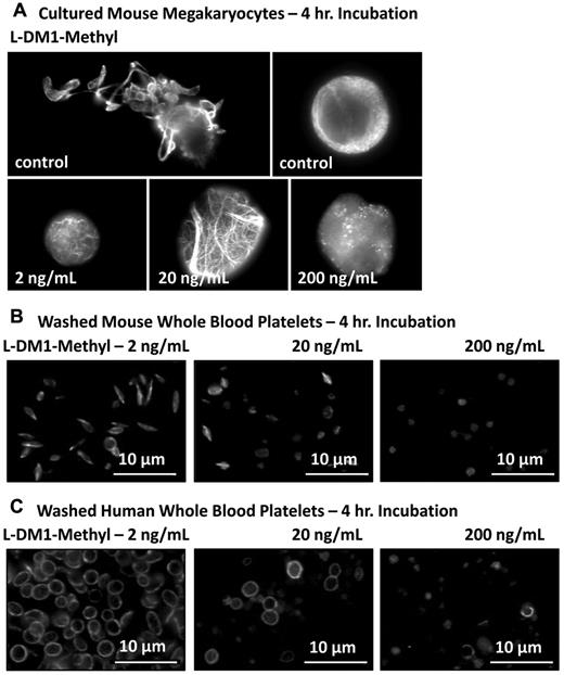 Figure 5. L-DM1-methyl disrupts microtubule organization in mouse culture megakaryocyte and mouse/human platelets. The effect of 2, 20, and 200 ng/mL of L-DM1-methyl on cultured mouse megakaryocytes and mouse/human washed platelets was examined. Samples were probed for β1-tubulin to delineate their microtubule cytoskeleton. Cultured mouse megakaryocytes (A) and mouse/human platelets (B-C) demonstrated reduced proplatelet elongation and microtubule disruption characteristic of T-DM1 treatment.