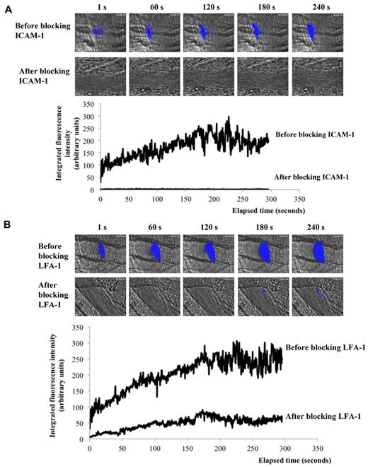 Figure 2. Leukocyte accumulation is dependent on LFA-1/ ICAM-1 interactions. Leukocyte (blue) accumulation at site of injury (white arrow) in absence (top panel) or presence (bottom panel) of (B) ICAM-1 or (C) LFA-1 blocking antibody. Graph represents medians of Mac-1–integrated fluorescence intensity before (upper curve, 33 thrombi; 3 mice) and after (lower curve, 31 thrombi; 3 mice) infusion of (B) ICAM-1 or (C) LFA-1–blocking antibody.