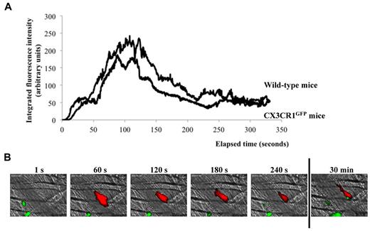 Figure 3. Kinetics of monocyte accumulation at the site of injury. (A) Kinetics of platelet accumulation in wild-type mice (32 thrombi, 3 mice) and in CX3CR1GFP mice (31 thrombi, 3 mice). (B) Representative images of a thrombus in CX3CR1GFP mice. GFP-monocyte (green) and platelet (red) accumulation was observed at the site of injury.
