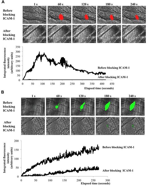 Figure 5. Neutrophils activate the coagulation TF pathway leading to thrombus and fibrin formation. (A) Platelet accumulation at the site of injury in wild-type mice in absence or presence of ICAM-1–blocking antibody (32 thrombi, 3 mice for each condition). Graph represents medians of platelet-integrated fluorescence intensity in presence or absence of ICAM-1–blocking antibody over time. (B) Fibrin generation in wild-type mice in presence or absence of ICAM-1–blocking antibody. Graph represents medians of fibrin-integrated fluorescence intensity in WT mice in presence (28 thrombi in 3 mice) or absence (40 thrombi in 3 mice) of ICAM-1–blocking antibody over time.