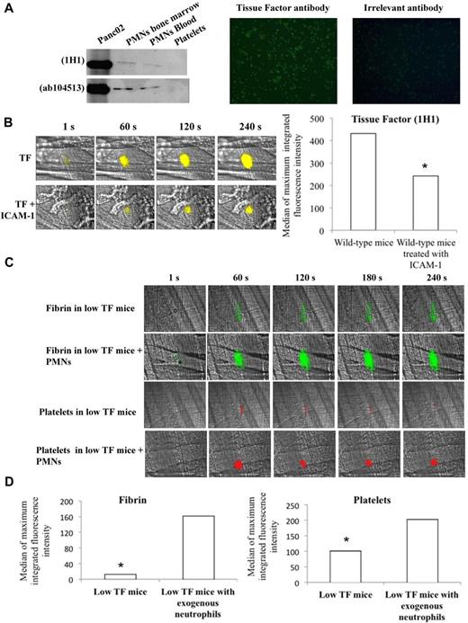 Figure 6. Neutrophils contain TF in vitro and expressed it in vivo at the site of laser-induced injury. (A) In vitro detection of TF in neutrophils; Western blot analysis of protein extracts from purified Panc02 mouse pancreatic cancer cells, bone marrow neutrophils, circulating neutrophils, and washed platelets with 2 anti–mouse TF antibodies (left panel). Immunofluorescence microscopy of neutrophils (PMNs) isolated from mice with an antibody directed against mouse TF with an Alexa 488–conjugated secondary antibody. Negative control was performed with an irrelevant antibody and the secondary antibody. Original magnification, ×200; n = 3 (right panel). (B) Representative pictures showing the visualization of TF in the bloodstream of wild-type mice at the site of laser-induced injury in presence or absence of ICAM-1–blocking antibody using the mouse anti-TF antibody 1H1. TF is shown in yellow. Graph represents the sum of the medians of TF-integrated fluorescence intensity in wild-type mice in presence (32 thrombi in 3 mice) or absence (31 thrombi in 3 mice) of ICAM-1–blocking antibody. (C) Fibrin generation and thrombus formation at the site of laser-dye injury in low TF mice before and after infusion of isolated neutrophils (PMNs). Fibrin is depicted in green; platelets are in red. (D) Graph depicts medians of fibrin and platelet-integrated fluorescence intensity in low TF mice (32 thrombi, 3 mice) and low TF mice after infusion of PMNs (31 thrombi, 3 mice).