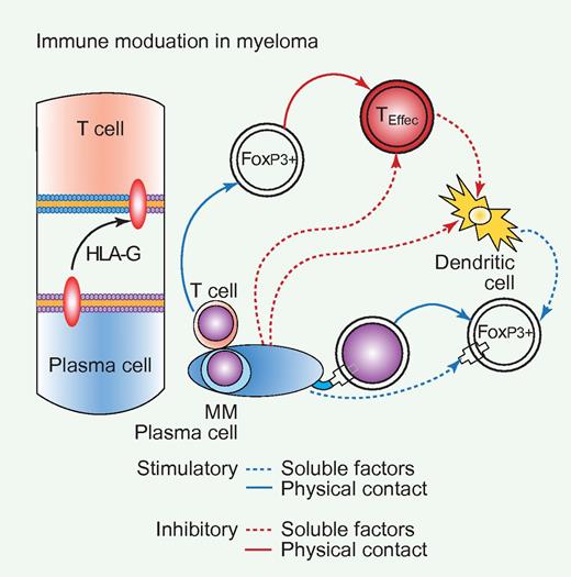 Intercellular transfer of tumor-derived HLA-G and CD86 proves immune-tolerogenic in myeloma. Malignant plasma cells in myeloma induce immune dysfunction by directly inhibiting activation of T cells and dendritic cells as well as indirectly through inducing regulatory T cells. In addition to soluble factors, physical contact including trogocytosis can mediate immune suppression. Professional illustration by Paulette Dennis.
