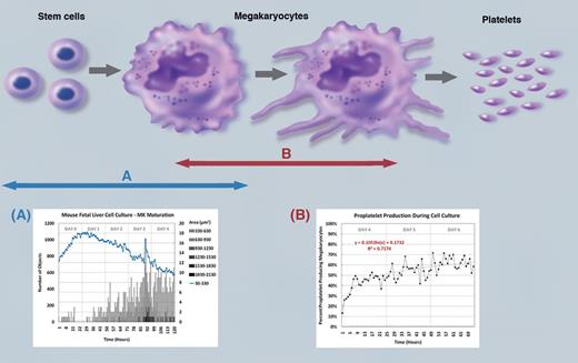 Process of platelet production from mature megakaryocytes through the differentiation of stem cells has complex and unique stages. The present study provides a novel assay system to quantitatively assess the levels of (A) megakaryocyte maturation from hematopoietic stem cells and (B) proplatelet formation from mature megakaryocytes under live culture conditions for extended periods of time. See Figure 2 in the article by Thon et al that begins on page 1975. Professional illustration by Marie Dauenheimer.