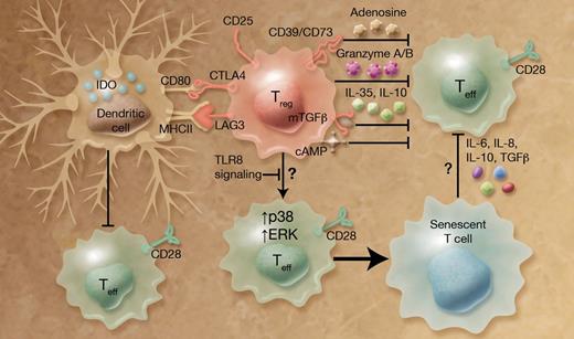 Treg cells use multiple mechanisms to suppress effector T (Teff) cells, including the newly identified process that involves induction of target cell senescence. Treg cells produce inhibitory cytokines (such as TGFβ, IL-10, and IL-35), cytolytic enzymes (such as granzyme A/B), and suppressive molecules (such as cAMP). They also express surface receptors, including CD25 (IL-2R), CD39, CD73, CTLA4, and LAG3, important for immune regulation. Treg cells induce senescence of responder cells by up-regulation of p38 and ERK1/2 activities, and this in turn endows them with suppressive functions, thereby reinforcing Treg-mediated suppression. Stimulation with TLR8 ligands abrogates the ability of Treg cells to induce senescence. Professional illustration by Alice Y. Chen.