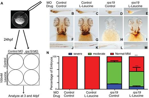 Figure 1. Treatment of Rps19 zebrafish morphants with L-leucine results in improved hemoglobinization. (A) Schematic of the experimental design. Embryos were injected at the single-cell stage with a morpholino targeting the translation initiation site of rps19, at 24 hours postfertilization (hpf) embryos were divided in half into 6-well plates and treated with 100mM L-leucine or egg water. (B-M) Representative images of zebrafish embryos at 4 days postfertilization (dpf) stained for hemoglobin with O-dianisidine. Lateral views with head to the left, dorsal upwards (B-E), ventral (F-I), and tail (J-M). Control morphants treated with egg water alone (B,F,J) showed normal hemoglobinization, as did the control morphants treated with 100mM L-leucine (C,G,K). rps19 morphants treated with egg water (D,H,L) were severely anemic and exhibited morphologic abnormalities including short body length, lack of bronchial arch development, and ventral tail kinking, all of which were alleviated with L-leucine treatment (E,I,M). (N) Quantification of the percentage of embryos exhibiting the phenotypes shown in panels B through M. There is a significant effect of L-leucine in the presence of Rps19 knockdown. The percentage of severely and moderately anemic rps19 morphants with leucine treatment are reduced, whereas those with normal hemoglobin or mild anemia are increased (***P < .001, 2-way ANOVA; error bars show SEM).