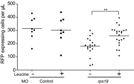 Figure 2. L-leucine increases the number of erythrocytes in Rps19 morphants. Scatter plot showing the percentage of RFP-expressing cells per embryo. Each data point is a single embryo. Embryos treated with egg water alone (−) show a statistically significant reduction in the number of erythroid cells in the presence of Rps19 knockdown (P < .001), and this could be rescued in the presence of 100mM L-leucine (**P < .005; Student t test).