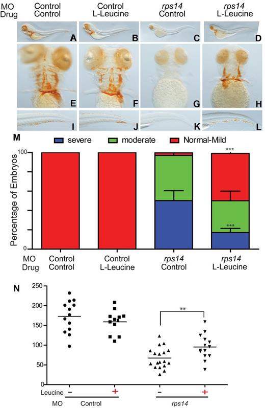 Figure 4. L-leucine improved hemoglobinization and increases total numbers of erythrocytes in rps14 morphants. (A-L) Representative images of zebrafish embryos at 4 dpf stained for hemoglobin with O-dianisidine. Lateral views with head to the left, dorsal upwards (A-D), ventral (E-H), and tail (I-L). Control morphants treated with control (A,E,I) showed normal hemoglobinization, as did the control morphants treated with leucine (B,F,J). rps14 morphants treated with control (C-G-K) were severely anemic and exhibited morphologic abnormalities including short stature and lack of bronchial arch development similar to those observed in rps19 morphants. Developmental defects and anemia were alleviated after leucine treatment (D,H,L). (M) Quantification of the percentage of embryos exhibiting the phenotypes shown in panels A through L. The percentage of severely and moderately anemic rps14 morphants with leucine treatment were reduced, whereas those with normal hemoglobin/mild anemia increased (***P < .001, 2-way ANOVA with Bonferroni posttest analysis; error bars show SEM). (N) Scatter plot showing the absolute number of RFP-expressing cells per embryo. Each data point is a single embryo (**P < .01).