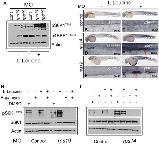 Figure 5. Haploinsufficiency of Rps14 or Rps19 in zebrafish result in phosphorylation of S6K1. (A) Zebrafish embryos were injected with rps14, rps19 and control MOs. Twenty-four hpf, embryos were treated with egg water (−) or with 100mM L-leucine (+) and incubated for an additional 24 hours. Embryos were then manually deyolked and the total protein isolated, subjected to Western blot analysis and probed sequentially with antibodies for p-S6K1T389, p-4E-BP1T37/46, and β-actin. (B-G) Whole mount staining of zebrafish embryos with p-S6 antibody. In control morphants L-leucine treatment results in a modest increase in pS6 which is apparent throughout the embryo. In rps14 (E) and rps19 (G) morphants, clusters of presumed hematopoietic progenitor cells expressing high levels of p-S6 are present in the caudal hematopoietic tissue (E-G red arrows) Number in brackets in the number of embryos showing the phenotype in the image. (H) Embryos were injected with control or rps19 MOs and treated with 1mM rapamycin or 1mM rapamycin + 100mM L-leucine at 24 hpf. Western blot analysis was performed 24 hours later. A DMSO control (diluent for rapamycin) was also included. The blot was sequentially probed with antibodies for p-S6K1T389, S6K1, and β-actin. (I) Embryos were injected with control or rps14 MO and treated with rapamycin and rapamycin+L-leucine as in panel B. The blot was sequentially probed with the same antibodies as in panel B.