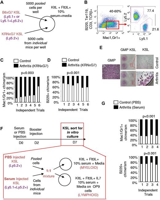Figure 1. Arthritic KSL cells have increased in vitro myeloid potential. (A) Experimental scheme for in vitro competitive culture of arthritic and control KSL cells. Arthritic and control mice have different CD45 (Ly5) alleles. Arthritic and control KSL cells (5000 each) were mixed in the same well of a 24-well plate with survival cytokines, KitL+, Flt3L, and media containing 10% serum. (B left panel) FACS plot depicting myeloid differentiation of KSL cells in vitro after 3.5 days of culture. Myeloid cells (red gate) are Mac1+ and/or Gr1+ and negative for B-cell (B220), T-cell (CD3, TCRβ), and erythrocyte (Ter119) markers. Approximately 40%-60% of cells were present in this gate. (Right panel) FACS plot depicting analysis to determine arthritic KSL-derived (Ly5.2+) and control KSL-derived (Ly5.1+) myeloid cells. (C) Summary of in vitro competitive culture results. Each bar represents outcome of KSL cells from 1 independent arthritic mouse competed with control KSL cells. In 5 of 6 trials, arthritic KSL cells (black) contributed greater to myeloid cell output. (D) Outcome of culture of arthritic and control KSL cells on irradiated OP9 cells and media containing 10% serum, KitL, Flt3L, IL-7 to promote lymphoid cell formation. To ensure that lymphoid cells were being analyzed, B220+ cells lacking Gr1 or lacking Mac1 and CD11c were analyzed. Control and arthritic KSL-derived cells were distinguished based on CD45 (Ly5) allele expression. In 6 of 6 trials, arthritic KSL cells were inferior to control KSL cells in lymphoid cell output. (E) Tartrate-resistant acid phosphatase (TRAP) stained wells at least 6 days after culturing sorted KSL and GMPs (Kit+Sca1−Lin−CD34+FcγRIII/IIbhi) with M-CSF and RANKL to promote osteoclastogenesis. Low-magnification camera images and high-magnification (40×; 4× objective, 10× eyepiece) microscopy images of wells are shown. TRAP+ cells are pink/purple. The few TRAP+ cells in wells seeded with control KSL cells are not multinucleate unlike arthritic KSL- and GMP-derived cells. The single high-magnification image labeled GMP is representative of osteoclastogenesis from arthritic or control GMPs which gave similar results. (F) Experimental scheme for arthritis induction in naive mice (B6xG7) by injection of serum. Control mice were injected with PBS. Serum injection was administered on day 0 (D0) and day 2 and KSL cells sorted for competitive in vitro stromal cell–free and OP9 culture with indicated cytokines on day 7. (G) Relative contribution of KSL cells from arthritic (serum-injected B6xG7 mice) and control (PBS-injected B6xG7 mice) to Mac1/Gr1+ cells generated in stromal cell–free culture (top panel) or to B220+CD11c−Mac1− cells generated in OP9 culture (bottom panel). See panel F for experimental scheme. Each bar represents outcome of KSL cells from 1 independent arthritic mouse competed with control KSL cells.