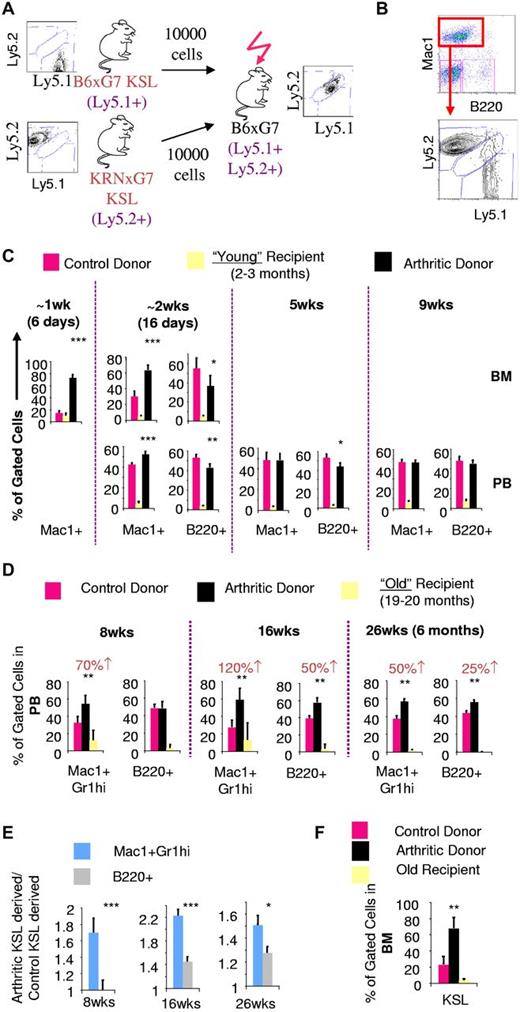 Figure 2. Increased in vivo myeloid potential of arthritic LT-HSCs is revealed by old recipient transplantation. (A) Experimental scheme for competitive in vivo transplantation. Donors and recipients have distinct Ly5 alleles. Recipients were generated to be histocompatible with both donors and also express a different Ly5 allele. (B) FACS plot depicting analysis of Ly5 chimerism of bone marrow Mac1+ cells in recipient mice 6 days after transplantation. At an early time point (< 10 days after transplantation), peripheral blood was virtually devoid of leukocytes and hence only bone marrow analysis could be performed. (C) Quantification of arthritic and control KSL contribution to Mac1+ and B220+ cells in bone marrow (BM) and peripheral blood (PB) of young recipients based on Ly5 chimerism. (D) PB chimerism 8 weeks (wks), 16 weeks, and 26 weeks (6 months) after transplantation into old recipients gated on Mac1+Gr1hi myeloid cells or B220+ cells. Numbers in red indicate absolute percentage increase in contribution to Mac1+Gr1hi or B220+ lineages by arthritic KSL cells compared to contribution by control KSL cells. (E) Statistical analysis to compare the fold contribution to different lineages of arthritic KSL cells relative to control KSL. (F) BM KSL chimerism 26 weeks after transplantation into old recipients; *P < .05, **P < .01, ***P < .001 relative to control KSL-derived cells (see also supplemental Figure 3).
