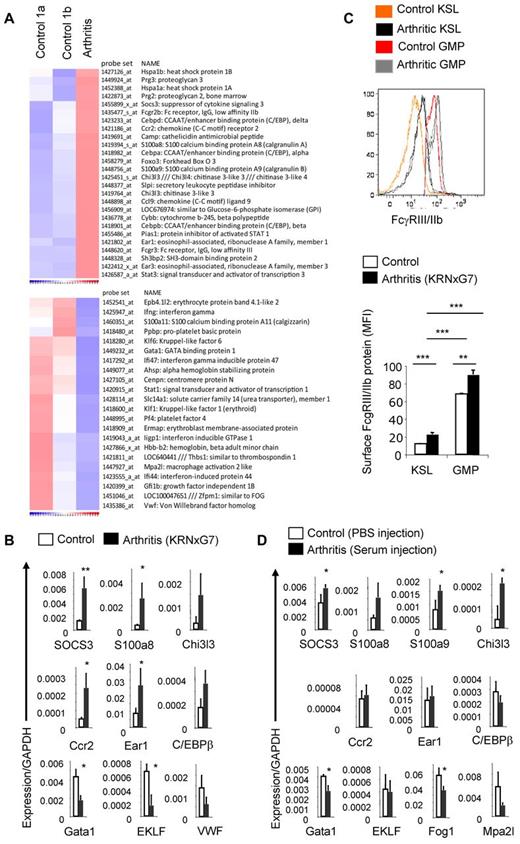 Figure 3. Arthritic KSL cells show molecular evidence of myeloid priming. (A) Microarray-based heat map depicting selected genes up-regulated (top) or down-regulated (bottom) in arthritic (KRNxG7) KSL cells relative to both B6xG7 (control 1a) and KRN (control 1b) KSL populations. KSL cells from 7-9 mice per strain was used. (B) Quantitative real-time PCR validation of selected differentially regulated genes. Three independent KSL pools each from KRNxG7 arthritic and B6xG7 control mice were used. KSL cells were also independent from pools used for microarray. (C) Top panel, FcγRIII/IIb protein expression on KSL cells and GMP determined by FACS. Histograms from 2 arthritic mice (KRNxG7) and 2 control mice (KRN) are shown. Bottom panel, Median fluorescence intensity (MFI) of anti-FcγRIII/IIb–PE signal on gated KSL cells and GMP as a surrogate quantification of FcγRIII/IIb surface protein level. Representative of at least 2 experiments with at least 3 arthritic and control mice per experimental set up. (D) Quantitative real-time PCR of selected genes in KSL cells from B6 mice that received PBS (control) or serum (developed arthritis). *P < .05, **P < .01, ***P < .001 (see also supplemental Figure 4).