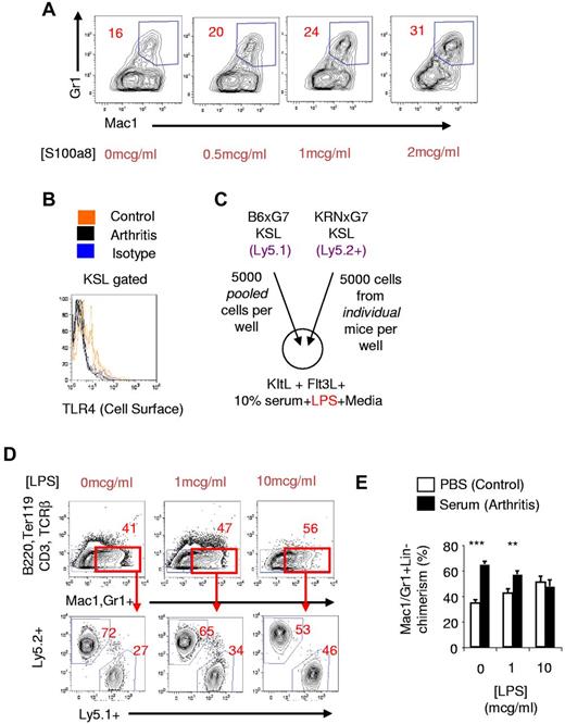 Figure 5. S100a8 promotes myeloid development of KSL cells. (A) Naive KSL cells from B6 mice were cultured on OP9 cells with KitL, Flt3L, IL-7, and different concentrations of S100a8. Polymyxin B (100 μg/mL) was also added to inhibit any LPS that may be present. (B) Cell-surface TLR4 protein expression in arthritic (KRNxG7) and control KSL cells using clone UT41. Isotype control staining is shown in blue. Diminished cell-surface TLR4 protein was also seen with MTS510 clone. (C) Experimental scheme for in vitro competitive culture of arthritic and control KSL cells in the presence of LPS. (D top panel) FACS plot depicting myeloid generation (red gate) of KSL cells in response to different doses of LPS. KRNxG7 arthritic mice were used. (Bottom panel) FACS analysis to determine myeloid cells derived from arthritic KSL cells (Ly5.2+) or control KSL (Ly5.1+). (E) Relative contribution of KSL cells to Mac1/Gr1+B220−CD3−TCRβ−Ter119− cells after in vitro competitive culture of arthritic KSL cells (serum-injected B6xG7 mice) and control KSL cells (PBS-injected B6xG7 mice); **P < .01, ***P < .001.