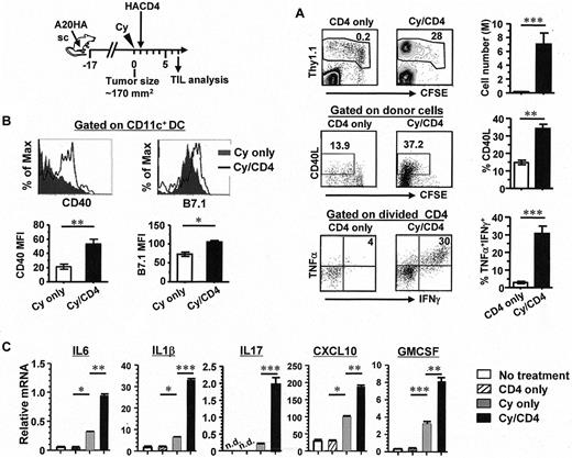Figure 2. The presence of activated CD4+ T cells results in enhanced DC activation and heightened inflammation within the tumor microenvironment. The schema outlines the timeline of experimental procedures. Mice with subcutaneous A20HA tumors were divided into 4 groups when tumor size reached ∼ 170 mm2: no treatment, CD4+ T-cell transfer only, Cy only, and Cy plus CD4+ T-cell transfer. Seven days after T-cell transfer, tumor masses were excised and analyzed. (A) The immune status of tumor-infiltrating donor CD4+ T cells in mice with or without chemotherapy. Cells were stained as described in Figure 1. The frequency and cell division of the transferred CD4+ T cells, CD40L profile relative to cell division, and cytokine profile in divided cells are shown in representative plots. Numbers represent the percentages of cells in the given gate or quadrant. Bar graphs summarize results from 3 independent experiments with 3 mice per group in each experiment (mean ± SD). (B) Enhanced activation of intratumoral CD11c+ cells in mice receiving CD4+ T-cell transfer after Cy. Representative histograms show expression profiles of CD40 and B7.1 in gated CD11c+ cells in tumors resected from mice treated with Cy or Cy plus CD4+ T-cell transfer. Bar graphs summarize the median fluorescence intensity (MFI) of CD40 and B7.1 shown as mean ± SD (3 samples per group). (C) Cytokine/chemokine profile in tumor mass. Total RNA was extracted from resected tumor tissues and subjected to quantitative real-time PCR for the indicated genes. Each sample was measured in triplicate for each gene. Data represent the relative amount of target mRNA normalized to β-actin (mean ± SD). Data shown are results from 1 of 3 independent experiments with similar results (*P < .05, **P < .005, ***P < .001).
