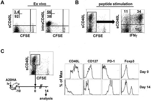 Figure 4. Polyfunctional CD4+ T cells acquire a PD1-dominant dysfunctional phenotype in a tumor environment. Following the same experimental procedures depicted in Figure 1, tumor-bearing mice were treated with Cy followed by adoptive transfer of HA-specific CD4+ T cells. Seven days after T-cell transfer, spleen cells were collected for analysis. (A) Ex vivo staining for surface (s) and intracellular (intra) expression of CD40L in the transferred CD4+ T cells. Numbers represent the percentages of cells in the given quadrant. (B) CD40L surface expression after antigenic stimulation and its correlation with IFNγ. Purified CD4+ T cells were stimulated with peptide/APC for 4 hours, then stained for surface CD40L and intracellular IFNγ. Plot showing the costaining of CD40L and IFNγ is gated on the divided cells. Data shown are representative of 3 indepen-dent experiments with similar results. (C) The CFSElowCD40Lhigh cells were collected by FACS-sorting. The phenotype of these cells was documented (top panel). The sorted cells were reinfused to mice bearing 10-day-old A20HA tumors. Two weeks after T-cell transfer, the transferred CD4+ T cells were recovered from the spleens and assayed for the expression of the indicated markers (bottom panel). Results shown are representative of 2 independent experiments with similar results.