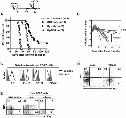 Figure 5. Tumor relapses after chemoimmunotherapy correlate with acquisition of the tolerized phenotype and loss of function in tumor-specific CD4+ T cells. The timeline of the procedures is outlined. Mice with established systemic A20HA tumors were not treated or treated as indicated. (A) The Kaplan-Meier plot depicts overall survival. The number of mice in each group is shown. (B) Retrospective correlation analysis of CD4+ T-cell frequency in peripheral blood and mouse survival. The frequencies of the transferred CD4+ T cells in peripheral blood were periodically monitored by FACS after mice received the combination treatment of Cy and CD4+ T-cell transfer. (C) Phenotype of the transferred CD4+ T cells in cured or relapsed mice. Spleen cells from cured mice or sick (relapsed) mice were analyzed as described in Figure 1C. (D) Costaining of PD-1 and IFNγ. Purified CD4+ T cells were stimulated with HA peptide-pulsed BALB/c splenocytes for 4 hours in the presence of GolgiStop. Plots shown are gated on divided donor CD4+ T cells. (E) IFNγ production by endogenous CD8+ T cells. Purified CD8+ T cells were assayed for IFNγ expression after 4 hours stimulation with PMA/ionomycin. CD8+ T cells from a naive mouse were used as control. Numbers represent the percentages of cells in the given quadrant. Results shown are representative of 3 independent experiments with similar results.
