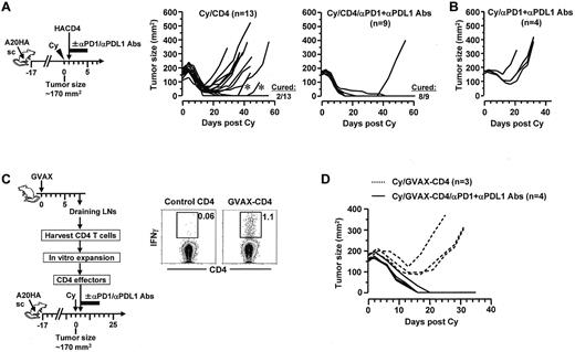 Figure 6. PD-1 blockade after chemoimmunotherapy markedly reduces the occurrence of relapse. (A) PD-1 blockade in combination with Cy and adoptive transfer of tumor-specific CD4+ T cells. Following the timeline of the procedures outlined, mice with localized large A20HA tumors were treated with Cy followed by HA-specific CD4+ T-cell transfer. Some mice were injected with a mixture of αPD-1 and αPD-L1 blocking antibodies (100 μg of each) for 5 consecutive days with the first injection given right after T-cell transfer. Tumor growth kinetics in mice was monitored. The results for mice receiving Cy plus CD4+ T-cell transfer without and with PD-1 blockade are depicted in the left graph and the right graph, respectively. Asterisks in the left graph mark 2 mice whose tumors initially regressed and became impalpable, but later regrew on the original location. (B) Tumor growth curves in control mice receiving Cy and PD-1 blockade. A group of tumor-bearing mice were treated with the combination of Cy and PD-1 blockade following the same administration schedule depicted in panel A schema. (C) PD-1 blockade in combination with Cy and adoptive transfer of vaccine-primed polyclonal CD4+ T cells. Following the procedures depicted in the schema, tumor-reactive CD4+ T cells were obtained from the DLNs of tumor-free mice that had been vaccinated with irradiated GMCSF-producing A20 tumors (GVAX). Tumor-reactivity of these CD4+ T cells were evaluated by incubating aliquot of vaccine-primed CD4+ T cells (GVAX-CD4) with irradiated A20 tumor cells overnight before conducting IFNγ ICS. Naive CD4+ T cells were cultured the same way and used as control. Dot plots shown represent the ICS results. Numbers represent the percentages of the gated cells. Purified vaccine-primed CD4+ T cells were expanded in vitro, and then adoptively transferred to Cy-treated tumor-bearing mice, with or without subsequent PD-1 blockade as described in panel A. Tumor growth curves in mice of each group are shown in panel D.