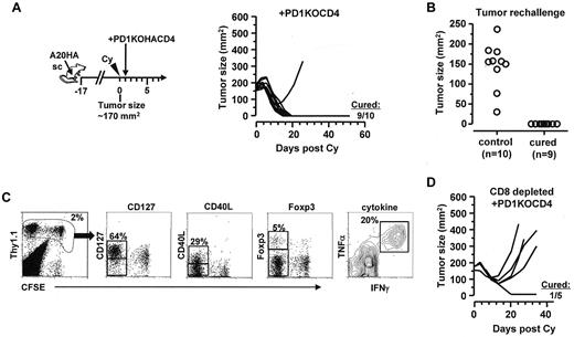 Figure 7. Adoptive transfer of PD-1–deficient tumor-specific CD4+ T cells after Cy leads to durable antitumor effects. (A) Adoptive transfer of PD-1–deficient tumor-specific CD4+ T cells after chemotherapy. Following the depicted procedures, mice with large established subcutaneous A20HA tumors were treated with Cy, followed by adoptive transfer of PD-1–deficient HA-specific CD4+ T cells (PD1KOCD4). Tumor growth kinetics was monitored over time. The numbers indicate cured mice versus total mice in each group. (B) Protection from tumor rechallenge in cured mice. Cured mice were rechallenged with A20HA tumors on the flank opposite to the original tumor inoculation site. Ten naive BALB/c mice were also inoculated with tumors as controls. Graph depicts the tumor size of each mouse 20 days after tumor inoculation. (C) Persistence of transferred PD-1–deficient tumor-specific CD4+ T cells in cured mice. Mice protected from tumor rechallenge were killed and spleen cells were collected to examine the phenotype of the transferred CD4+ T cells. Representative plots show the expression profiles of the indicated markers. Numbers indicate the percentage of the gated population. (D) Requirement for endogenous CD8+ T cells for the curative outcome of chemoimmunotherapy. Tumor-bearing mice were injected with CD8-depleting antibody 1 day before receiving Cy-treatment and subsequent adoptive transfer of PD-1–deficient HA-specific CD4+ T cells. Tumor size was measured twice a week.