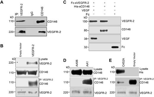 Figure 1. CD146 interacts directly with VEGFR-2. (A) Co-IP assays showed that endogenous CD146 associates with VEGFR-2 in HUVECs. CD146 and VEGFR-2 from cell lysates were immunoprecipitated with anti-CD146 mAb AA1 and anti–VEGFR-2, respectively. Western blotting was performed using anti–VEGFR-2 Ab and mAb AA1. (B) Co-IP assays showed the association of CD146 and VEGFR-2 in CD146-expressing HEK293T cells. Cells were transiently transfected with the VEGFR-2–expressing construct or empty vectors. Proteins were precipitated by anti–VEGFR-2 Ab and examined by immunoblot using Abs against CD146. (C) Direct interaction between the sCD146 and sVEGFR-2 in vitro. Fc-VEGFR2 was first bound to protein G beads, which were then incubated with His-sCD146. Bound proteins were subsequently analyzed by Western blotting. The interaction between VEGF and Fc–VEGFR-2 served as a positive control and Fc served as a negative control. (D) The interaction between CD146 and VEGFR-2 in HUVECs was blocked by anti-CD146 AA98, but not by AA1. HUVECs were first treated with anti-CD146, AA98, or AA1 before immunoprecipitation with VEGFR-2 Ab and Western blotting with CD146 Ab. Cell lysates were blotted with anti-CD146 mAb AA1. (E) Mutant CD146/C452A impaired the interaction between CD146 and VEGFR-2. HUVECs transfected with CD146/C452A or an empty vector were immunoprecipitated with anti–VEGFR-2 and then immunoblotted with anti–VEGFR-2 or AA1. Cell lysates were blotted with anti-his Ab targeting CD146/C452A-His.