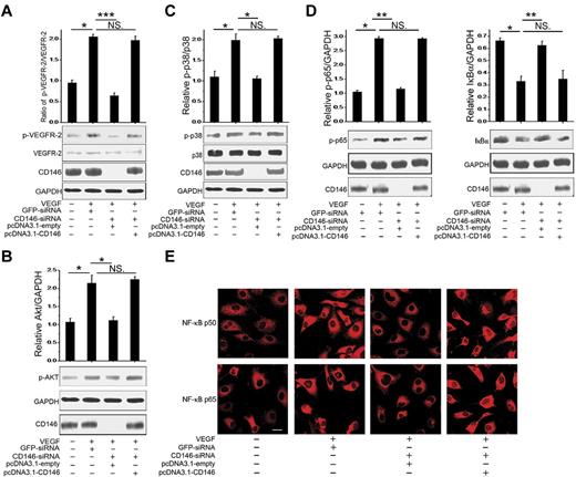 Figure 3. CD146 is required for VEGF-mediated signal transduction. (A) Phosphorylation of VEGFR-2 induced by VEGF was determined after HUVECs were cotransfected with CD146-siRNA and pcDNA3.1-CD146. The quantification of the relative p-VEGFR-2/VEGFR-2 index is shown. At least 3 independent assays were performed. (B) AKT activation induced by VEGF was measured after HUVECs were cotransfected with CD146-siRNA and pcDNA3.1-CD146. (C) P38 activation. (D) NF-κB activation induced by VEGF after rescuing CD146 expression. Western blots were quantified by measuring the band density, which was then normalized to GAPDH. Bar graphs (means ± SEM) present normalized values from at least 3 independent experiments. (E) Immunofluorescence showing the role of CD146 in NF-κB nuclear translocation. NF-κB was detected using specific anti-p65 (red) and anti-p50 Abs (red, scale bar indicates 20 μm). *P < .05; **P < .01; ***P < .001. NS indicates not significant.