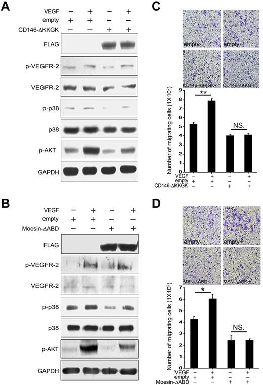 Figure 4. VEGFR-2 signaling is dependent on CD146 binding to Moesin. (A) A CD146-▵KKGK was transfected transiently into HUVECs and activation of VEGFR-2 induced by VEGF and signaling to AKT and p38 was determined. (B) Moesin-▵ABD was transfected transiently into HUVECs and activation of VEGFR-2 on induction with VEGF and signaling to AKT or p38 were determined. (C-D) The migrating capability of HUVECs induced by VEGF was determined after transfection with CD146-▵KKGK or Moesin-▵ABD. Cell migration was determined using a Transwell system as described in “Cell migration assay.” Data were collected from 3 wells. Representative images of migrated cells are also shown. *P < .05; **P < .01. NS indicates not significant.
