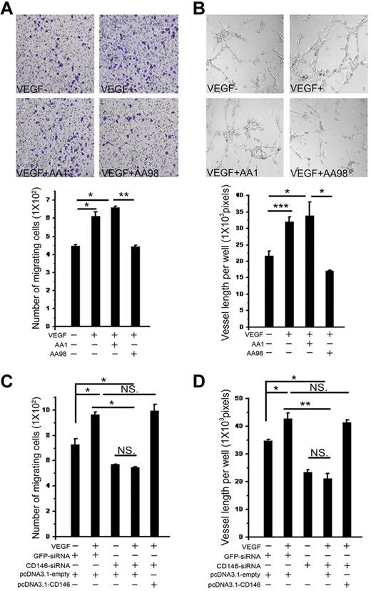 Figure 5. CD146 is required in VEGF-induced cell migration and tube formation. (A) Cell migration was determined using a Transwell system. HUVECs were induced by VEGF in the presence of anti-CD146 mAbs AA98 or AA1. The migrating cells were counted. Data were collected from 3 wells. Representative images of migrated cells are also shown. (B) VEGF-induced tube formation was quantified in the presence of anti-CD146 mAb AA98 or AA1 by counting the total vessel length per field. Data were collected from 3 wells. (C) Cells cotransfected with CD146-siRNA and pcDNA3.1-CD146 were subjected to cell-migration assays and the number of cells migrating through the filters was recorded. The number of cells per optic field is presented as the mean ± SEM of at least 3 independent assays. (D) Cells cotransfected with CD146-siRNA and pcDNA3.1-CD146 were subjected to tube-formation assays. Results presented are total tube lengths from 3 independent tests (means ± SEM). *P < .05; **P < .01; ***P < .001. NS indicates not significant.