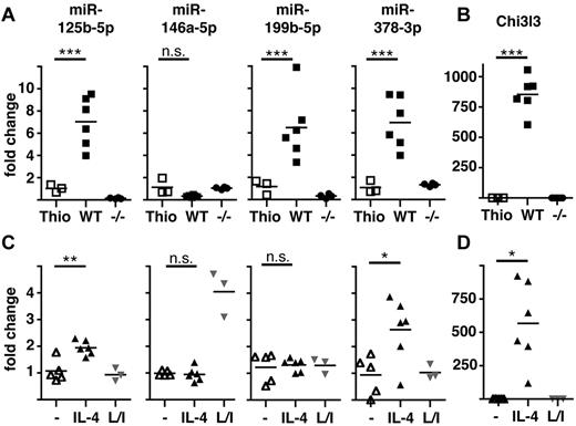 Figure 1. Validation of differential expression of miRNAs in AAMΦ in vivo and in vitro. (A) Peritoneal MΦ were isolated from Thio-injected BALB/c mice or from B malayi–infected BALB/c (WT) or IL-4Rα−/− (−/−) mice and expression of the indicated miRNAs assessed by qRT-PCR. Each data point shown reflects data from individual mice. (B) Chi3l3 expression in the cells isolated in panel A. (C) Thio-elicited, adherence-purified MΦ were incubated with rIL-4 (IL-4), LPS/IFNγ (L/I), or without stimulus (−) for 16 hours and analyzed as in panel A. (D) Chi3l3 expression in the cells isolated in panel C. One of 3 separate experiments shown. *P < .05; **P < .01; ***P < .001; n.s. indicates not significant.