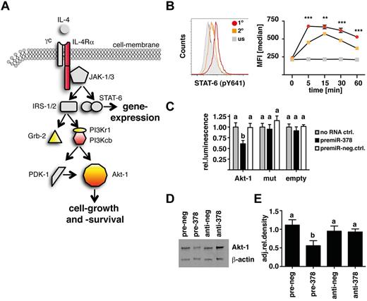 Figure 3. miR-378-3p targets the IL-4R/PI3K/Akt-signaling pathway. (A) Schematic depiction of the IL-4R–signaling cascade highlighting putative targets for miR-378-3p. Yellow indicates predicted by TargetScan; red: differentially expressed genes in pre- and anti-miR-378-3p–transfected fibroblasts. (B) Analysis of rIL-4–elicited STAT-6 phosphorylation by intracellular FACS staining. Histogram of STAT-6 (pY641) expression in Thio-MΦ preincubated with rIL-4 (orange line) or medium (red line) for 24 hours before restimulation with rIL-4 (open histograms) or medium (filled gray histograms) for 5 minutes. Timeline of pSTAT-6 (pY641) expression in rIL-4 (orange squares) or medium (red circles) pretreated, rIL-4–stimulated (colored symbols) or unstimulated (gray symbols) cells. Data show median fluorescence intensity of 6 individual animals ±SEM. For unstimulated controls, cells were pooled from several animals. Asterisks indicate statistical differences between rIL-4–preincubated and freshly stimulated MΦ. ***P < .001; **P < .01. (C) Luciferase-assay using the 3′UTR of wild-type Akt-1 (Akt-1) or constructs with mutated seed-region binding sites for both predicted miR-378-3p binding sites (mut) or without insert (empty). Data indicate cotransfection with a miR-378-3p mimic (black bars) or a scrambled control (open bars). Data are pooled from 5 separate experiments and depicted as relative luminescence compared with no-RNA controls (gray bars). Bars not connected by the same letters are statistically significantly different. (D) Representative Western blot analysis of RAW264.7 cells 12 hours after transfection with a mimic (pre-378) or inhibitor (anti-378) of miR-378-3p or appropriate negative controls (pre- and anti-neg). Samples were separated on 4%-12% Bis-Tris gels and stained for Akt-1 and β-actin at the same time. (E) Densitometric analysis of the samples analyzed in panel D. Data are representative of 4 separate experiments. Columns not connected by the same letters are statistically significantly different.