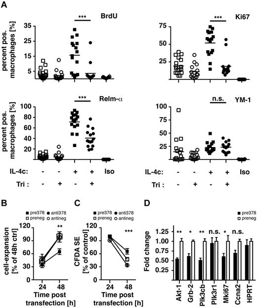 Figure 6. Akt inhibition and miR-378-3p overexpression negatively regulate MΦ proliferation. (A) BALB/c mice were injected intraperitoneally with a single dose of triciribine (1 mg/kg) or vehicle control 1 hour before injection of IL-4c or PBS. After 24 hours cells were analyzed for proliferation and alternative activation by FACS analysis. Each data point is representative of an individual animal. Pooled data from 3 separate experiments shown. (B) Conversion of alamarBlue by RAW264.7 cells 24 and 48 hours after transfection with a miR-378-3p mimic (black squares) or inhibitor (black circles) or the appropriate negative controls (open symbols). Data representative of 3 separate experiments. (C) FACS-analysis of Vybrant CFDA SE dilution in the cells analyzed in panel A. (D) Gene expression of miR-378-3p target genes and genes associated with cell proliferation in RAW264.7 cells 48 hours after transfection with a miR-378-3p mimic (black bars) or the appropriate negative control (open bars). ***P < .001; **P < .01; *P < .05; n.s. indicates not significant.