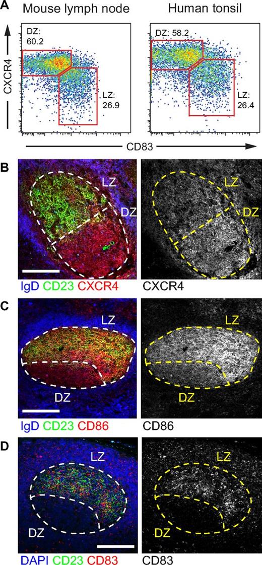 Figure 1. CXCR4 and CD83 define human LZ and DZ B-cell populations. (A) Flow cytometric profile of day 10 mouse lymph node GCs and human tonsil GCs stained for markers CXCR4 and CD83. LZ and DZ gates and percentages are shown. Gating as shown in supplemental Figure 1A. (B-D) Each plot is representative of at least 4 independent experiments. Immunofluorescent staining of frozen tonsil (B-C) or paraffin-embedded reactive lymph node (D) samples showing the anatomic distribution of CXCR4 (B), CD86 (C), and CD83 (D) in human GCs. Light zones are defined by CD23 staining (green). Note that CD23 and CD86 staining appears to overlap in the LZ because of insufficient resolution of confocal microscopy to discern molecules expressed on juxtaposed membranes. The GC perimeter is defined in frozen and paraffin-embedded sections by counterstainings with IgD and DAPI, respectively (both in blue). Scale bars represent 100 μm. Histology data are representative of 2 independent experiments. Image acquisition parameters are described in “Microscopy.”