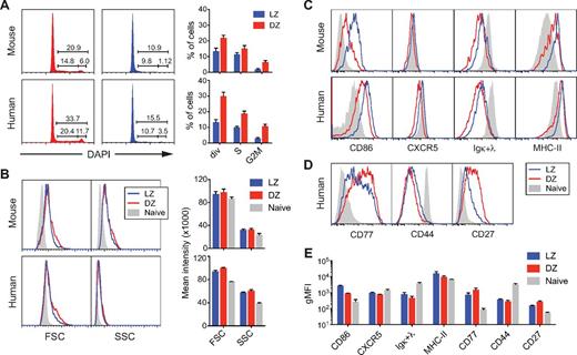Figure 2. Phenotype of LZ and DZ B cells in mice and humans. (A) Cell-cycle (DNA content) profiles of human and mouse LZ and DZ cells (gated shown in supplemental Figure 1A). Multiple experiments (n = 5 for mouse and n = 3 for human) are quantified in the graphs on the right (error bar represents SD). (B) Forward scatter (FSC) and side scatter (SSC) profiles of human and mouse LZ, DZ, and naive B cells. Naive B cells are defined as CD19+IgD+CD83− in human tonsil and as B220+FAS−CD38+ in mouse lymph node. Right panels: quantification of multiple experiments (n = 4 for mouse and n = 3 for human; bar represents SD). (C) Expression of selected markers by human and mouse LZ, DZ, and naive B cells. (D) Expression of selected B-cell markers by human LZ, DZ, and naive B cells. (E) Reproducibility of surface molecule expression between human samples. Graph represents quantification of multiple experiments (n = 2 for CD86, MHC class II; n = 3 for Igκ+λ; and n = 4 for the remaining markers; bar represents SD).