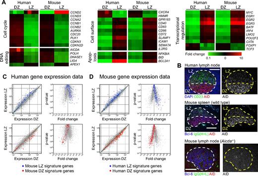 Figure 4. Polarization of gene expression in LZ and DZ B cells. (A) Heat maps showing differential expression in LZ and DZ of selected genes in mice and humans. Colors indicate fold change (Log10 base) between one zone and the opposite zone within the same sample (human) or pool (mouse). (B) Immunofluorescence of human (top) and wild-type mouse (middle) GCs showing the anatomic distribution of AID protein. AID is stained in both species using the same rat monoclonal antibody (mAID-2). Light zones are defined by CD23 staining (green) in humans and Ig (anti-IgG, heavy and light chains, which stains mostly immune complexes deposited on follicular dendritic cells) in mice. The GC perimeter is defined by counterstaining with DAPI in human and Bcl-6 in mouse (both in blue). Immunofluorescent staining of an Aicda−/− lymph node is shown as a control for the specificity of the anti-AID antibody (bottom). Scale bars represent 100 μm. Image acquisition parameters are described in “Microscopy.” (C) Mouse LZ and DZ signatures overlaid on human gene expression data, plotted as expression scatter plots (left) or volcano plots (right). Human gene expression data are shown (gray) with genes contained in mouse LZ or DZ signatures highlighted in blue or red, respectively. Interspecies orthologs defined as genes bearing the same Official Gene Symbol. Volcano plots: dotted line represents 2-fold P < .05. (D) Human LZ and DZ signatures overlaid on mouse gene expression data. Details are as in panel C.