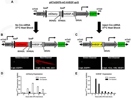 Figure 1. Scheme of the transgenic heat-inducible VEGF zebrafish. (A) The pKTol2H70-mC-hVEGF-gcG transgene composed of a heat-inducible HSP70 promoter driving a floxed mCherry gene and hVEGF and a γ-crystallin promoter driving EGFP. mTol2 ITR indicates mini-Tol2 plasmid inverted terminal repeat; BGH(A), bovine growth hormone polyadenylation signal; SV40(A), simian virus 40 polyadenylation signal; rβG(A), rabbit β-globin polyadenylation signal. (B) The HSP70 promoter drives transcription of the mCherry gene, producing a red fluorescent protein in transgenic zebrafish. The lens-specific γ-crystallin promoter drives EGFP in the eyes. mC indicates mCherry; HS, heat shock. (C) Microinjection of cre recombinase mRNA into single-cell embryos results in the excision of the floxed mCherry gene, and subsequent heat-shock induction of the HSP70 promoter produces hVEGF. (D-E) Noninjected and cre recombinase–injected transgenic zebrafish were heat shocked at 37°C at 3 dpf to monitor the temporal expression of mCherry (D) and hVEGF (E) transcripts after induction of HSP70.