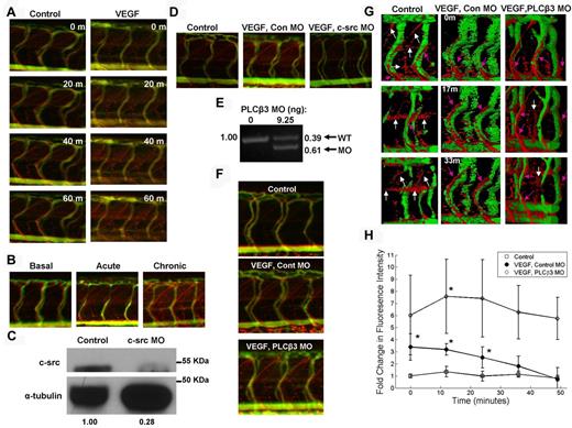 Figure 2. VEGF induction promotes VP, which is increased by PLCβ3 knockdown. Microangiography was performed on 3-dpf zebrafish with red-permeabilizing tracer and green ISV marker (A,B,D,F-G). (A) Control and VEGF-induced zebrafish were imaged in real time at the indicated time points. Three-dimensional rotating images are shown in supplemental Videos 1 and 2. (B) Basal, acute, and chronic (0, 1, and 3 VEGF inductions, respectively) VP was assessed at 3 dpf and representative images are shown. (C) MO-mediated knockdown of c-src was confirmed by immunoblotting in 3-dpf zebrafish with α-tubulin as a loading control. Densitometric analysis revealed 72% knockdown of c-src. (D) Representative images of extravasated Texas Red-dextran are shown in control; VEGF-induced, control MO-injected; and VEGF-induced, c-src MO–injected 3-dpf zebrafish. (E) Control MO- and PLCβ3 MO–injected 3-dpf zebrafish cDNA was used for PCR to demonstrate a molar ratio of 39% wild-type (WT) to 61% PLCβ3 MO PCR product. (F) Control; VEGF-induced, control MO–injected; and VEGF-induced, PLCβ3 MO–injected zebrafish were imaged in real time and representative images are shown. (G) Surface projection representation of confocal live imaging performed at the indicated times on a set of similarly treated zebrafish. Pink arrows indicate tracer extravasated directly from ISVs; white arrows, tracer within diagonal and horizontal lymphatic vessels. See supplemental Videos 3 through 5 for live fluorescence microscopy and supplemental Videos 6 through 8 for real-time surface projection confocal imaging. (H) Quantitation of confocal time-lapse imaging. Open squares indicate controls (n = 4); closed circles, VEGF-induced, control MO (n = 4); and open diamonds, VEGF-induced, PLCβ3 MO (n = 5). *P < .05 for control versus VEGF-induced, control MO or VEGF-induced, control MO versus VEGF-induced, PLCβ3 MO. Error bars represent SD. Images depicted in panels A, B, D, and F were obtained using a Zeiss Apitome microscope equipped with a Fluar 5×, 0.25 numerical aperture lens at room temperature. Images shown in panel G were acquired using a Zeiss LSM 780 confocal microscope equipped with an LD Plan Neofluar 40×, 0.6 numerical aperture lens at room temperature.