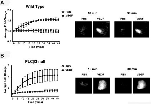 Figure 3. PLCβ3 null mice exhibit greater VEGF-induced VP than wild-type mice. (A-B) VEGF-induced VP was evaluated in wild-type and PLCβ3–null mice (n = 5/group). FITC signal, normalized to t0, is shown for subdermal PBS control and VEGF injections. The average fold change in signal after injection for wild-type (A) and PLCβ3 (B) mice. Representative ear images from 10 and 30 minutes after injection are shown in the panels on the right. Maximum induction mean for PLCβ3 was 3.319 ± 0.7385 versus wild-type, 1.518 ± 0.1187 (P = .0468). Error bars represent SD.