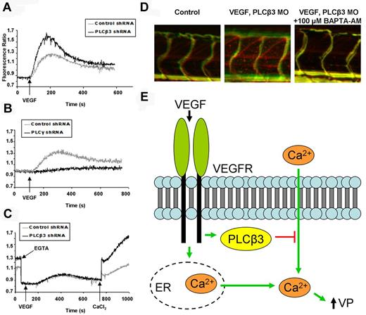 Figure 4. PLCβ3 regulates intracellular Ca2+ entry into the cell. (A-C) Human umbilical vein endothelial cells transfected with PLCβ3 (A,C), PLCγ (B), or control shRNA (A-C) were serum starved overnight, loaded with Fura-2 AM, and then stimulated with VEGF (10 ng/mL) at 100 seconds. (C) To distinguish intracellular Ca2+ release from the ER from Ca2+ entry into the cell, EGTA was added before VEGF stimulation at 50 seconds to measure ER release and CaCl2 was added at 750 seconds to assess cellular entry. (D) Microangiography using red-permeabilizing tracer and green ISV marker was performed on 3-dpf control (top panel); VEGF-induced, PLCβ3 MO–treated (middle panel); and VEGF-induced, PLCβ3 MO–treated zebrafish with 100μM BAPTA-AM added to the water 24 hours before VEGF induction (bottom panel). Representative images shown were obtained using a Zeiss Apitome microscope equipped with a Fluar 5×, 0.25 numerical aperture lens at room temperature. (E) Schematic of proposed model. VEGF binding to VEGF receptors causes increased intracellular Ca2+ (through Ca2+ entry into the cell and Ca2+ release from the endoplasmic reticulum). Elevated intracellular Ca2+ levels promote increased vascular permeability. Activated PLCβ3 inhibits Ca2+ entry into the cell, leading to a decrease in VEGF-induced vascular permeability.