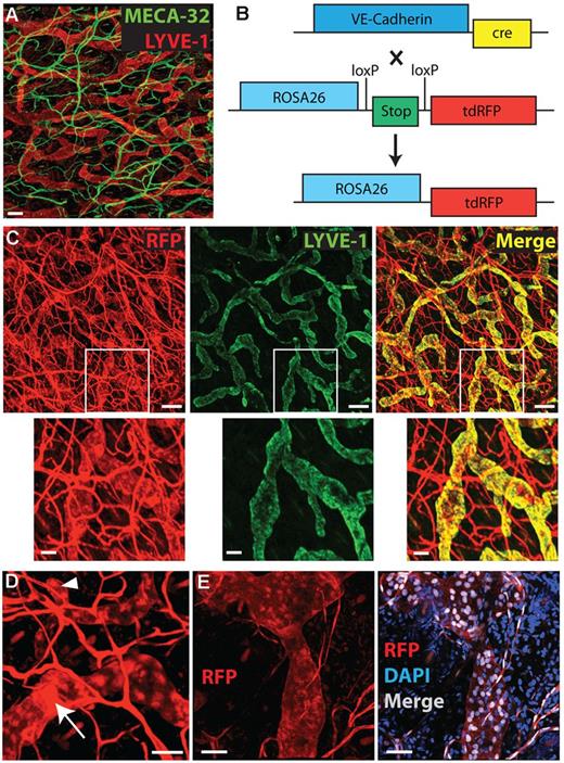 Figure 1. Analysis of the vasculature in WT and in VE-cadherin-Cre × RFP mice. (A) Immunofluorescent staining of blood (MECA-32, green) and lymphatic (LYVE-1, red) vessels in ear skin whole mount. Scale bar: 100 μm. (B) Mice with fluorescent BVs and LVs were generated by breeding VE-cadherin-Cre mice with Rosa26-loxP-stop-loxP-tdRFP mice. Cre-mediated deletion of the floxed stop-site induced transcription of tdRFP in VE-cadherin–expressing cells. (C-E) Analysis of ear whole mounts from the offspring, so-called VE-cadherin-Cre × RFP mice. (C) Co-staining for LYVE-1 (green), confirming RFP expression in both BVs and LVs. First row: Scale bar: 150 μm. Second row: high magnifications of white inserts. Scale bar: 50 μm. (D) High magnification view of an RFP-positive LV in an ear whole mount reveals a valve structure, as indicated by a white arrow. The large arrowhead shows a typical blind beginning of an initial LV. Scale bar: 50 μm. (E) RFP is expressed in the cytosol and in the nucleus, as evidenced by costaining for DAPI. Scale bar: 50 μm. Gamma corrections were applied to (A-C; only red channel) and (D-E) to enhance visibility of LVs.