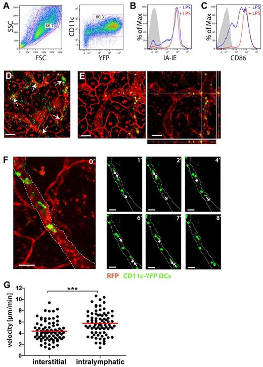 Figure 3. Adoptively transferred BM-DCs colocalize and migrate within LVs. (A-C) Characterization of DCs generated from the BM of CD11c-YFP mice. (A) CD11c and YFP expression. (B-C) Overnight incubation in presence of LPS (0.1 μg/mL) induced further up-regulation of (B) I-A/I-E and of (C) CD86. (D-F) YFP+ DCs were injected into the ear skin and intravital imaging started after 4 to 6 hours. (D) Many DCs were found to colocalize with LVs, as indicated by white arrows. Scale bar: 100 μm. (E) Confocal analysis with z-axis projections confirming the intralymphatic location of a selected DC. Left: maximum intensity projection. Right: z-axis projection. Scale bar: 100 μm. (F) DCs actively migrate within LVs. Large picture on the left: confocal image stack showing green DCs within a red lymphatic vessel. Following pictures: sequential images showing elongated DCs that actively migrated within a lymphatic vessel. Numbers in the top-right corner indicate the minutes imaged. For simplicity reasons, only the green channel is shown. White lines outline the lymphatic vessel. White arrows indicate the direction of DC migration. Scale bars: 50 μm. (G) Quantification of the velocity of DC migration in the interstitium and within LVs. Each dot represents one tracked cell. Pooled data from 4 (interstitial) and 7 (intralymphatic) different experiments are shown (***P < .001). Gamma corrections were applied to panels D and E to enhance visibility of LVs.