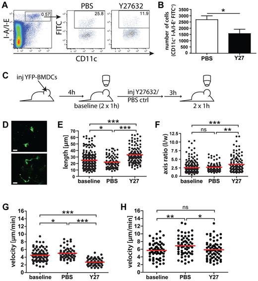 Figure 4. Interstitial and intralymphatic DC migration is ROCK-dependent. (A-B). FITC painting experiments were performed in the ears of WT mice treated with Y27632 (Y27) of with PBS vehicle control. Twelve hours after FITC application, mice were killed and the ear-draining auricular LNs harvested. (A) LN single cell suspensions were analyzed by FACS for the presence of I-A/I-E+CD11c+FITC+ cells. The number within each FACS plot represents the percentage of gated cells. (B) Y27632 treatment significantly reduced DC migration, as demonstrated by the quantification of total numbers of I-A/I-E+CD11c+FITC+ cells. Data from 1 of 5 similar experiments are shown. (C) Schematic representation of IVM experiments: YFP+ BM-DCs were injected into the ear skin of VE-cadherin-Cre × RFP mice, and baseline DC migration was recorded after 4 hours (2 × 1 hour). Two hours later, mice received intraperitoneal injections of Y27632 (10 mg/kg) or of PBS vehicle control. Imaging (2 × 1 hour) was initiated 3 hours after treatment. (D) Representative images of DCs present in the interstitium. Scale bar: 20 μm. (E) Y27632 treatment induced a significant elongation of interstitially migrating DCs. Quantification of the maximal DC length is shown. (F) Y27632 treatment induced a significant increase in the DC axis ratio, which was calculated by dividing the cellular length (l) by the cellular width (w). (G) Quantification of the effect of Y27632-treatment on the velocity of DC migration in the interstitium. (H) Quantification of the effect of Y27632-treatment on the velocity of intralymphatic DC migration. Dots represent individual cells. Pooled data from 6 (baseline) and 3 (PBS/Y27) different experiments are shown for panels E through G. Panel H shows pooled data from 5 (baseline), 3 (PBS), and 4 (Y27) different experiments. Baseline: before treatment; PBS: 3 to 4 hours after treatment with PBS; and Y27632: 3 to 4 hours after treatment with Y27632 (*P < .05; **P < .01; ***P < .001).