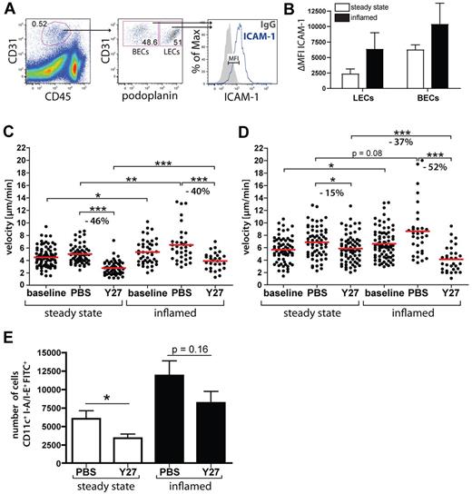 Figure 5. Inflammation enhances the ROCK dependence of intralymphatic DC migration. (A) Gating scheme used for the analysis of ICAM-1 expression in LECs and BECs: CHS-inflamed and control ears of WT mice were enzymatically digested, stained for CD45, CD31, and podoplanin and analyzed by FACS for ICAM-1 expression in LECs (CD45−CD31+podoplanin+) and BECs (CD45−CD31+podoplanin−). (B) FACS analysis revealed an inflammation-induced up-regulation of ICAM-1 in LECs and BECs. ΔMFIs are shown, defined as the difference in the median fluorescent intensity between ICAM-1 expression and the corresponding isotope control staining. Representative data from 1 of at least 3 similar experiments are shown. (C-D) YFP+ BM-DCs were injected into the control or CHS-inflamed ear skin of VE-cadherin-Cre × RFP mice. (C) Quantification of the effect of Y27632-treatment (Y27) on the speed of interstitial DC migration in resting versus CHS-inflamed ear skin. (D) Quantification of the effect of Y27632-treatment on the speed of intralymphatic DC migration in resting versus CHS-inflamed ear skin (same dosing scheme as in Figure 4C). Inflamed dataset is pooled from 9 (baseline), 4 (PBS), and 5 (Y27) different experiments. (E) FITC painting experiments were performed in the control of CHS-inflamed ears of mice treated with Y27632 of with PBS vehicle control. Y27632 treatment reduced DC migration, as demonstrated by the quantification of total numbers of I-A/I-E+CD11c+FITC+ cells. Data from 1 of 3 similar experiments are shown (*P < .05; **P < .01; ***P < .001).