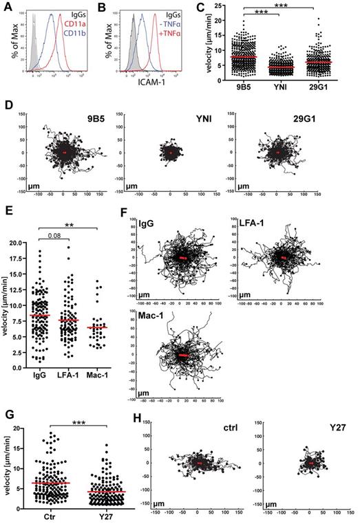 Figure 6. In vitro DC migration on inflamed lymphatic endothelium is ICAM-1 and ROCK-dependent. (A) FACS analysis of CD11a and CD11b expression in LPS-matured BM-DCs. (B-F) Flow chamber experiments were performed on monolayers of TNFα/IFNγ-stimulated murine imLECs, in presence of low shear-stress conditions (0.15 dyne/cm2). (B) Overnight stimulation with TNFα/IFNγ lead to a strong up-regulation of ICAM-1 expression in LECs, as demonstrated by FACS. One of at least 5 independent experiments is shown. (C) Pretreatment of LECs with ICAM-1 blocking antibodies (clone YN1/1.7.4 and 29G1), significantly reduced the speed of DC migration on LECs in comparison to pretreatment with an unspecific control antibody (clone 9B5). (D) Track plots of DCs migrating on anti-ICAM1 and ctrl-treated LECs. The starting point of each track was set to the center point of the respective diagram. End points of tracks are indicated by dots. The red line indicates the overall migration directionality and represents the addition of the displacement vectors of all tracked cells. (E) Pretreatment of DCs with LFA-1 or Mac-1 blocking antibodies (clone FD441.8 and M1/70, respectively) reduced the speed of DC migration on LECs in comparison to pretreatment with an unspecific control antibody (clone A95-1). (F) Track plots of anti–LFA-1, anti–Mac-1, or control-treated DCs. (G) Pretreatment of DCs with Y27632 (Y27) significantly reduced the speed of DC migration on LECs. (H) Track plots of Y27632 and control-treated DCs migrating on LECs. Pooled data from 3 (Y27/ctrl/29G1/), 4 (9B5), 5 (YNI) and 6 (FD441.8/M1/70/A95-1) different experiments are shown in panels C through F (*P < .05; **P < .01; ***P < .001).